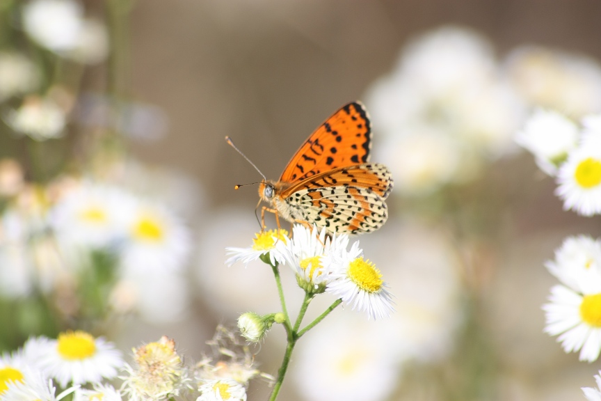 ciclabile Arluno-Boffalora